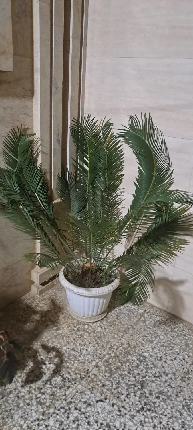 درختچه زینتی سیکاس|گل و گیاه طبیعی|گنبد کاووس, |دیوار