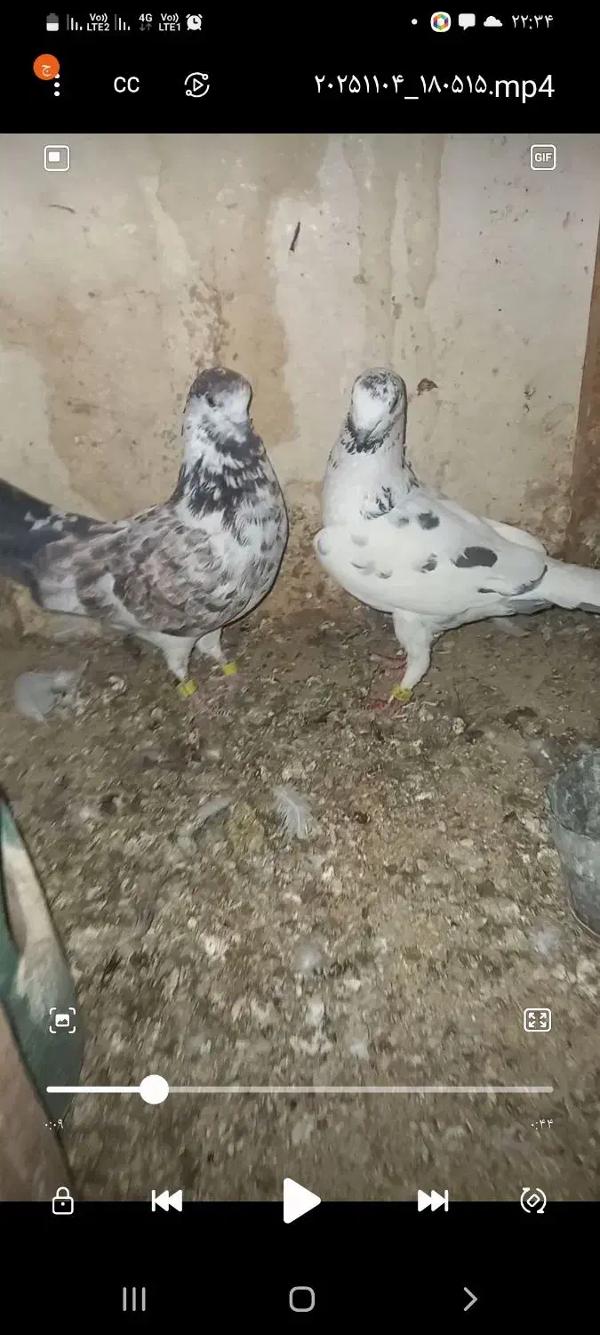 گلی سرورتهرانی پیچ بازی|پرنده|شیراز, کوشک میدان|دیوار