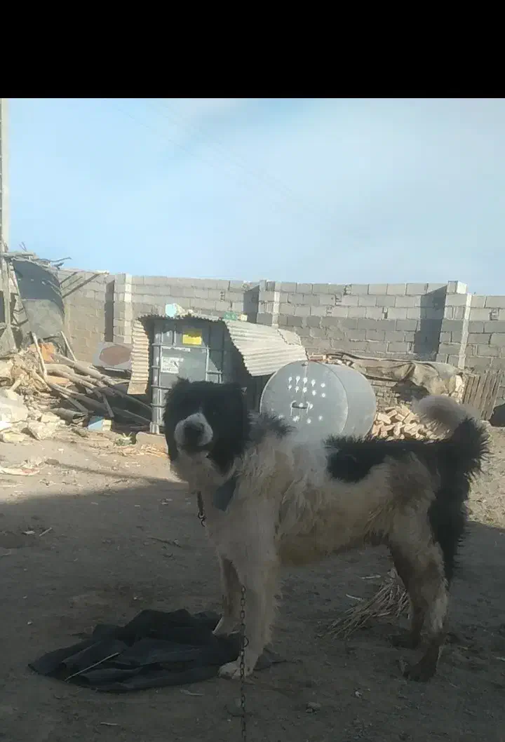 واگذاری سگ قدرجونی|سگ|سیرجان, |دیوار