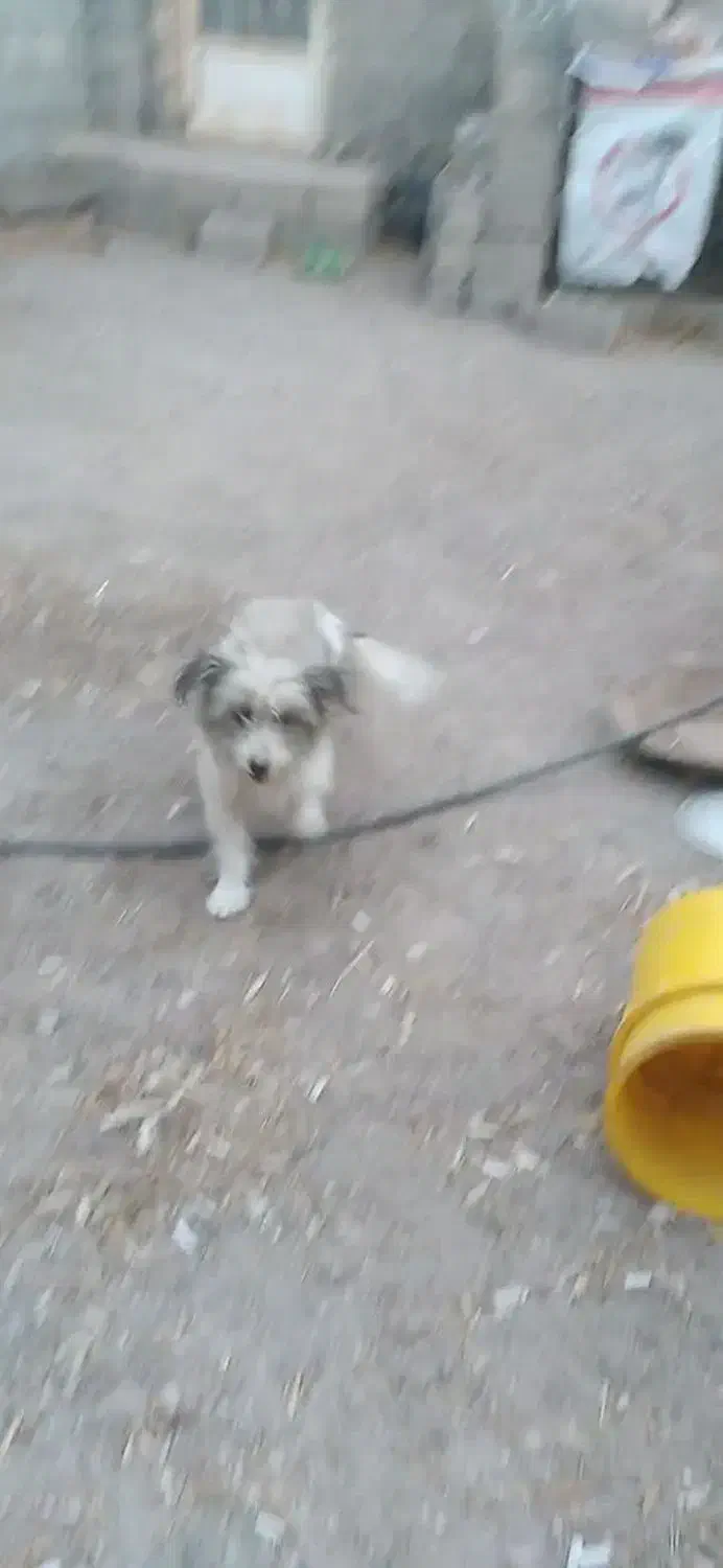 واگذاری سگ شیتزو|سگ|اردبیل, |دیوار