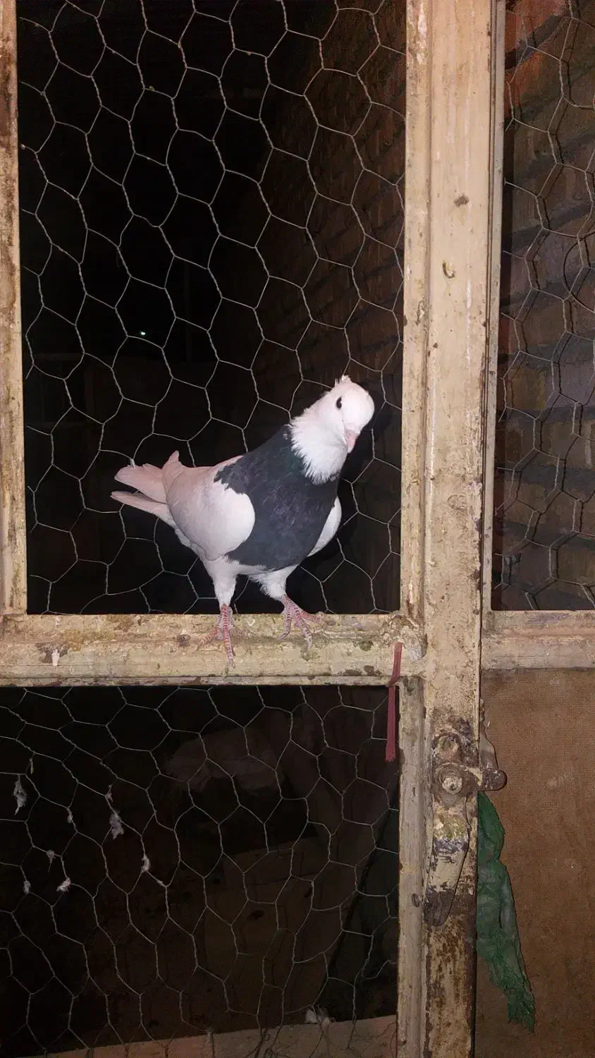 کبوتر|پرنده|لردگان, |دیوار