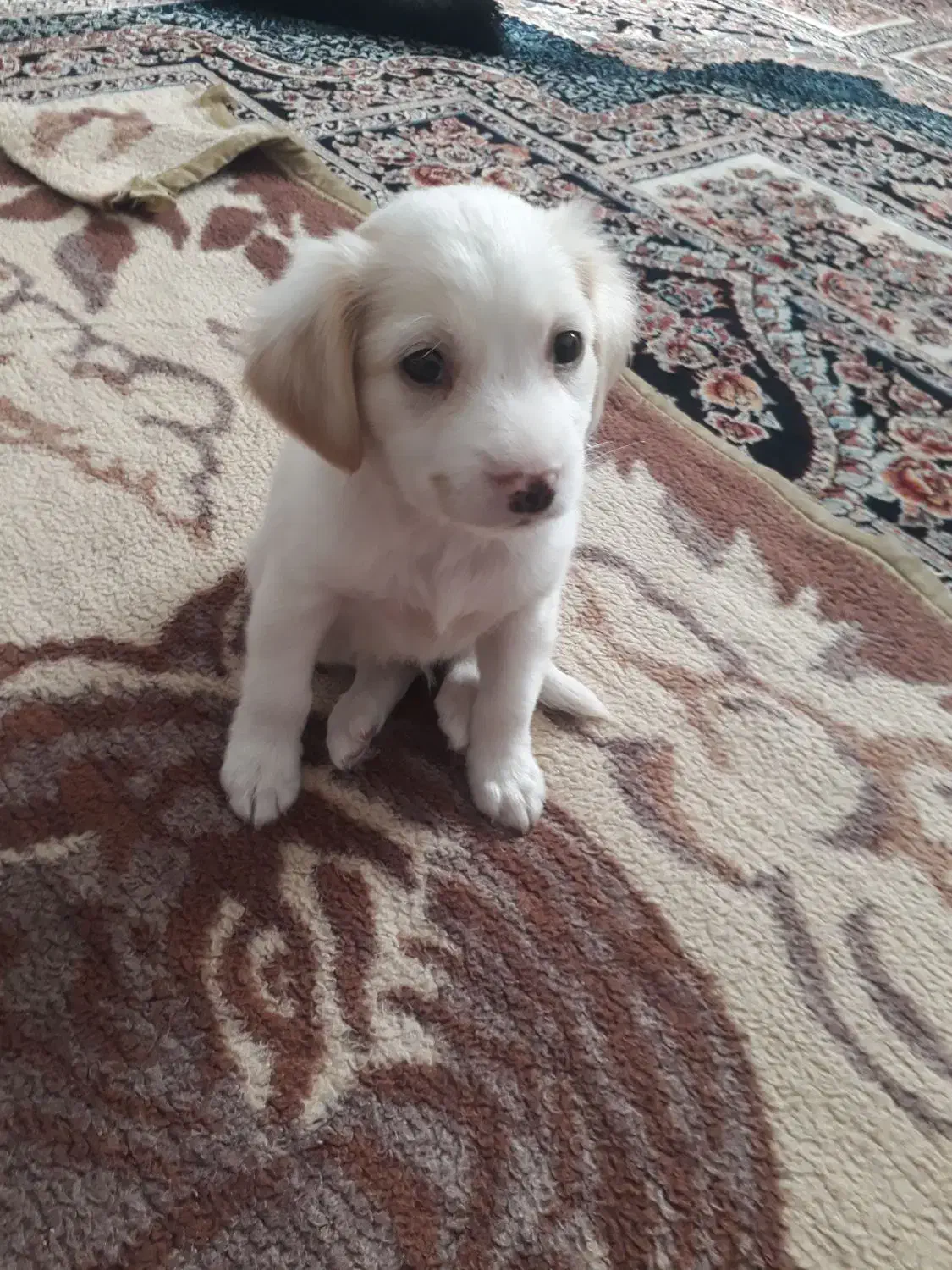 واگذاری توله سگ شیتزو|سگ|بومهن, |دیوار