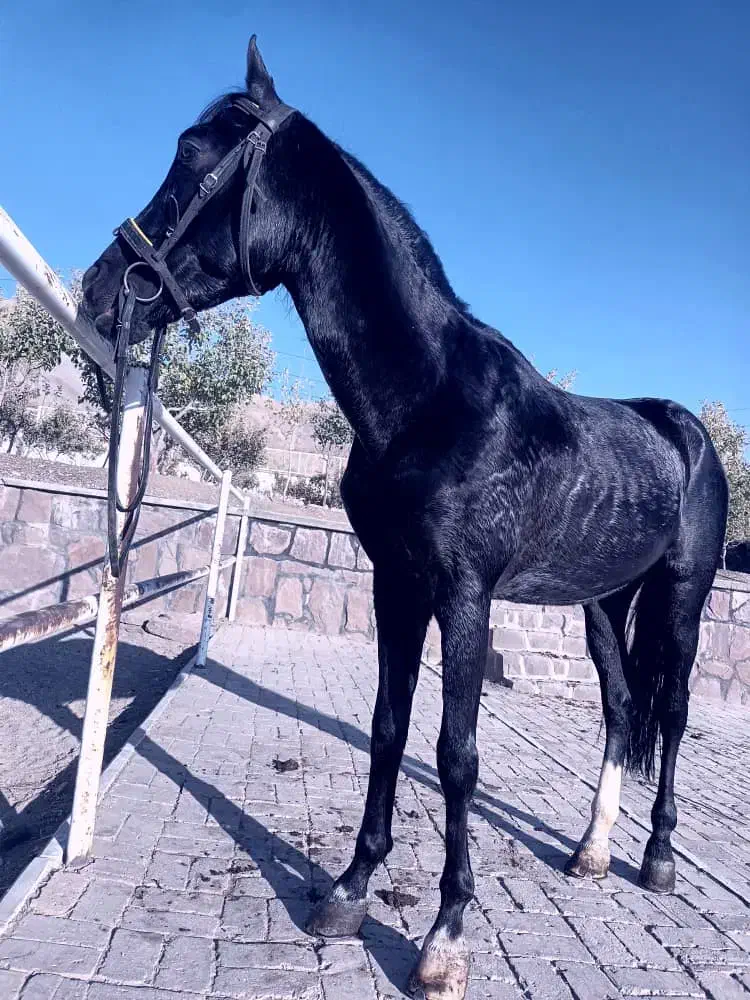 اسب|اسب و تجهیزات اسب‌سواری|دماوند, دماوند|دیوار