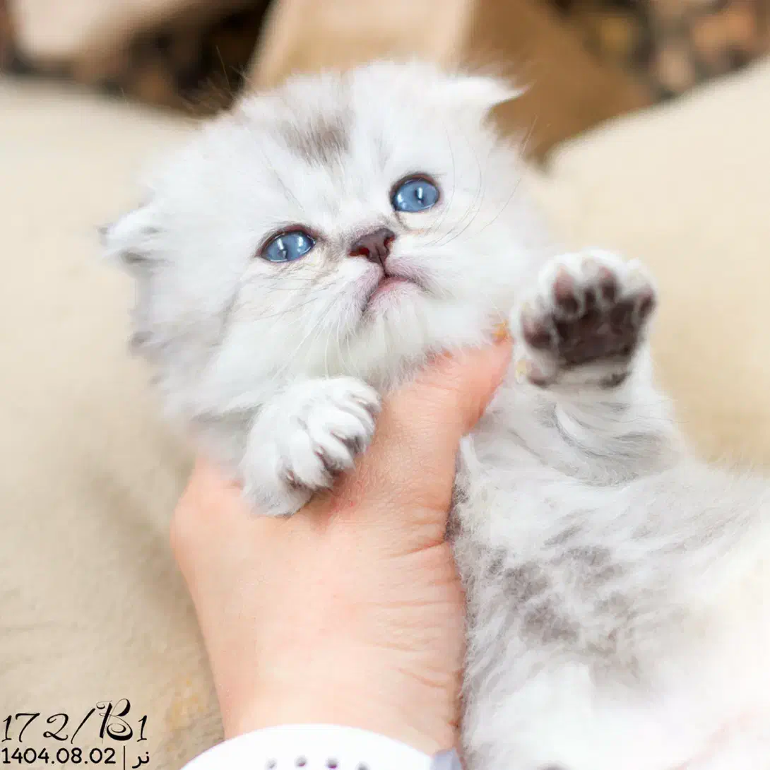 گربه اسکاتیش بریتیش پرشین|گربه|تبریز, |دیوار