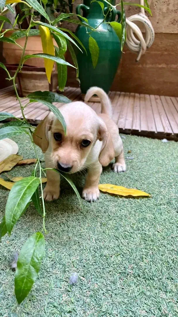 توله سگ ۳ ماهه|سگ|اصفهان, لنبان|دیوار