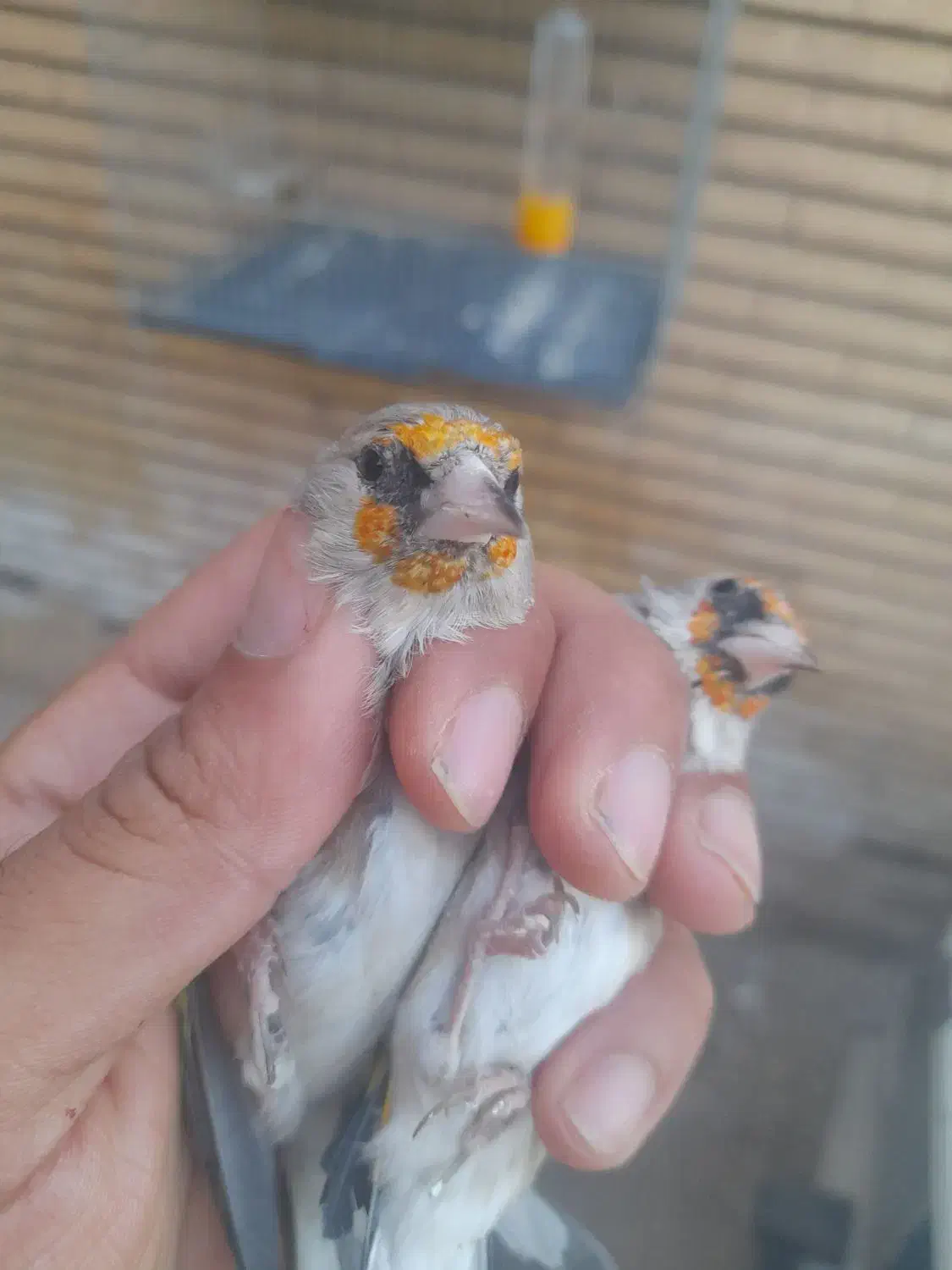 سقا|پرنده|کرمان, |دیوار