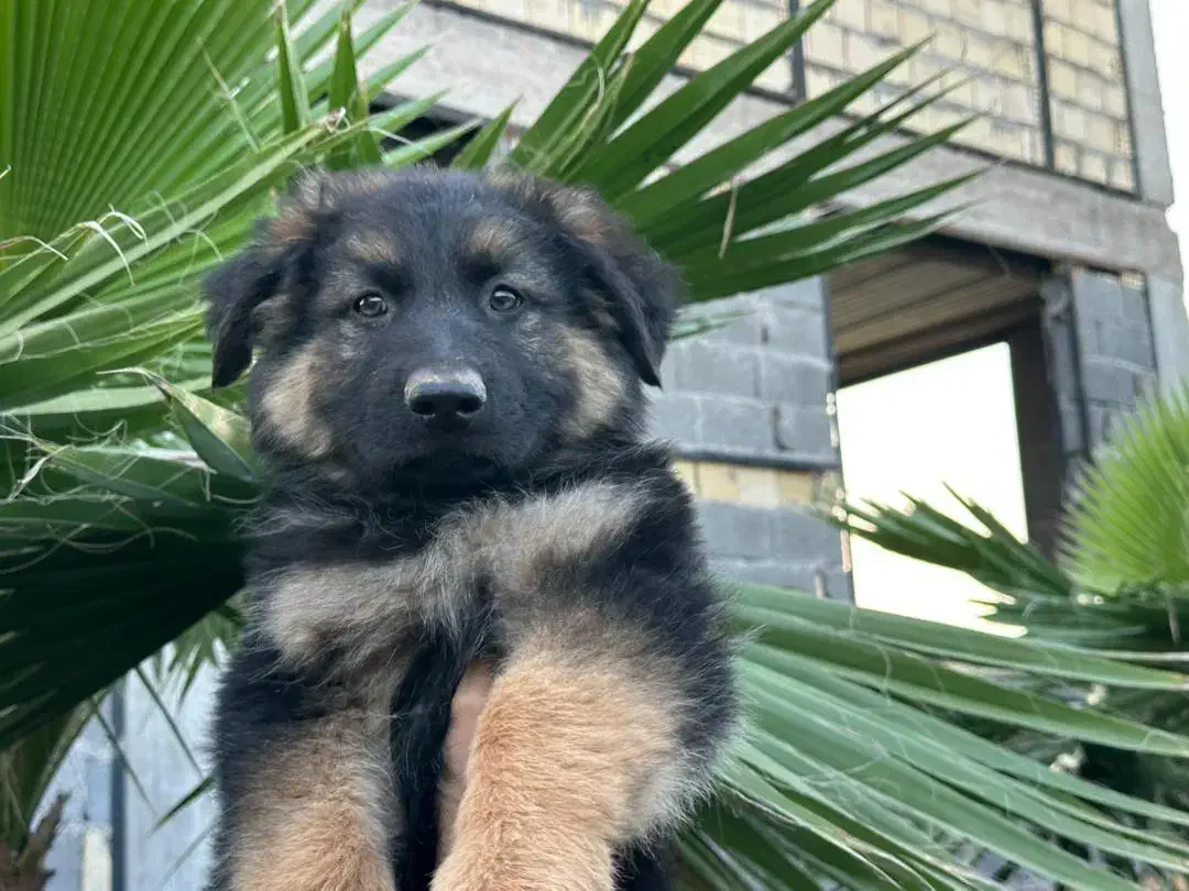 توله سگ ژرمن شولاین موبلند بلک فیس کینگ سایز|سگ|تهران, زرگنده|دیوار