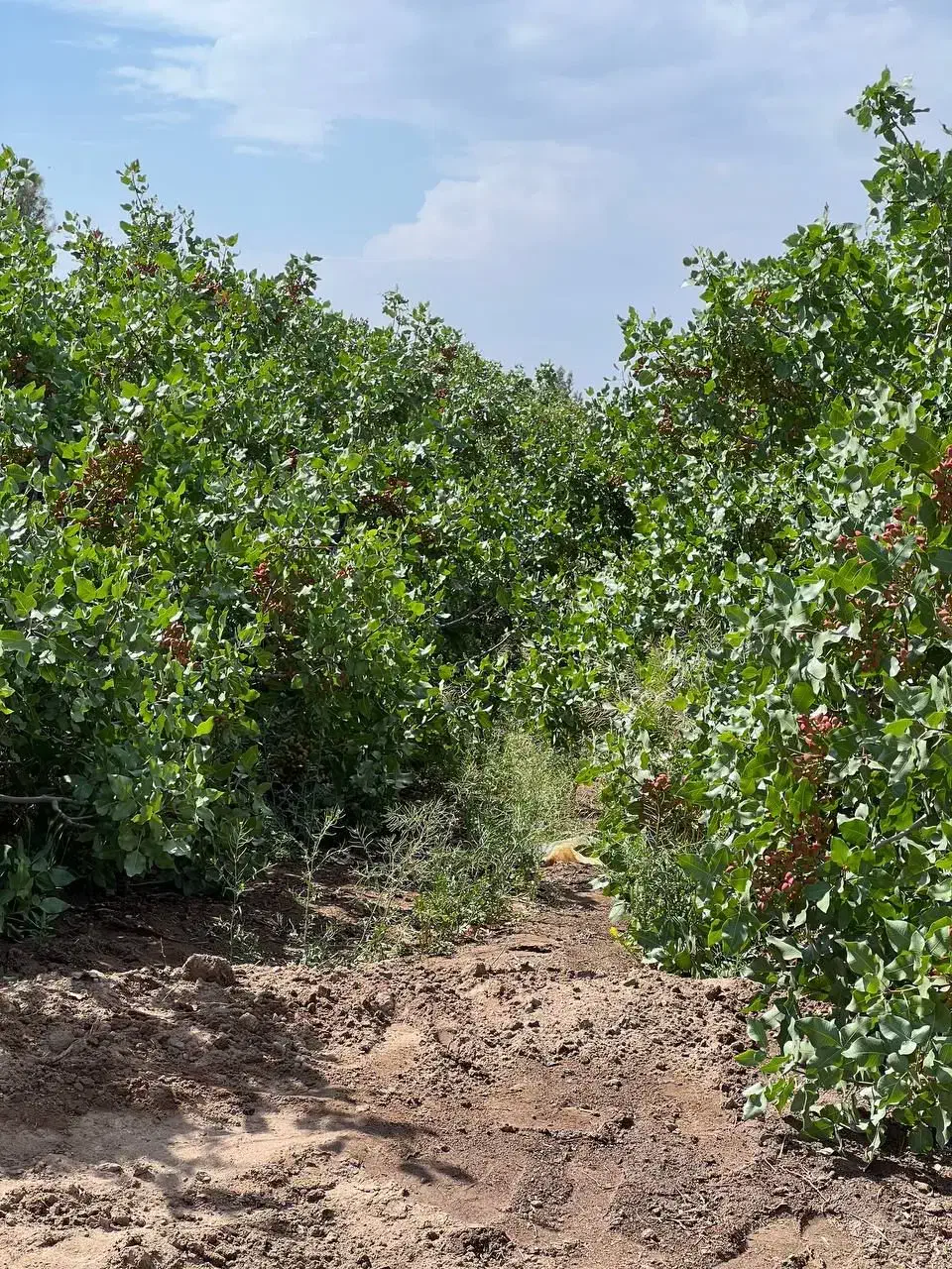 هرس باغ|خدمات باغبانی و درختکاری|نسیم‌شهر, |دیوار