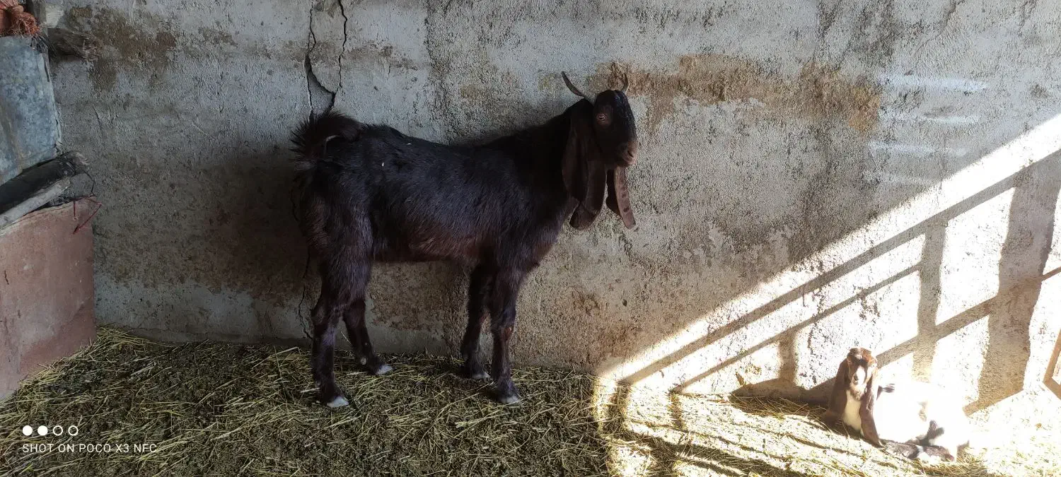 بز تکه|حیوانات مزرعه|گنبد کاووس, |دیوار