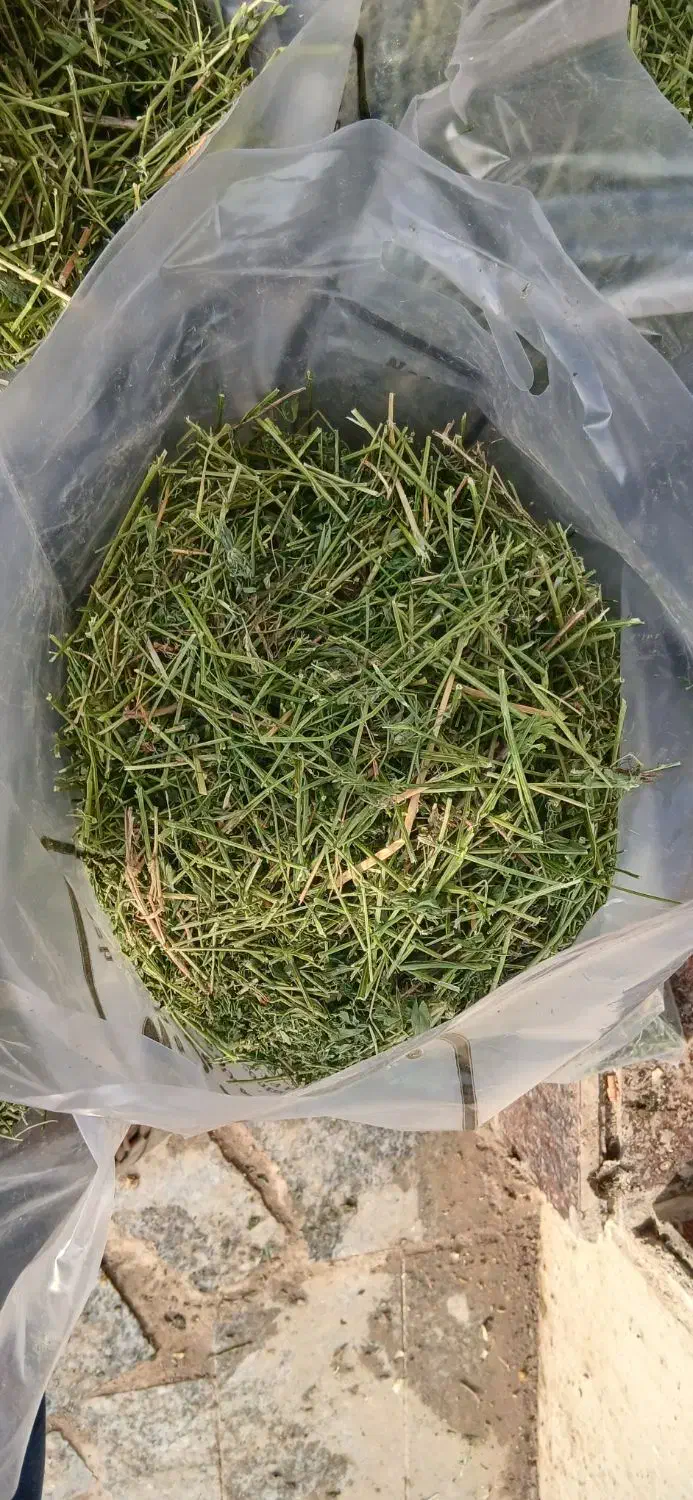 یونجه خشک یک کیلویی|لوازم جانبی حیوانات|مشهد, توس (بلوار توس)|دیوار