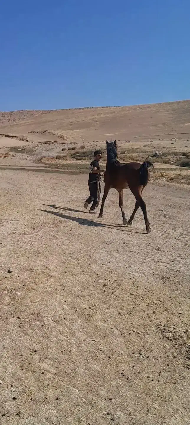 نریون عرب|اسب و تجهیزات اسبسواری|بروجرد, |دیوار