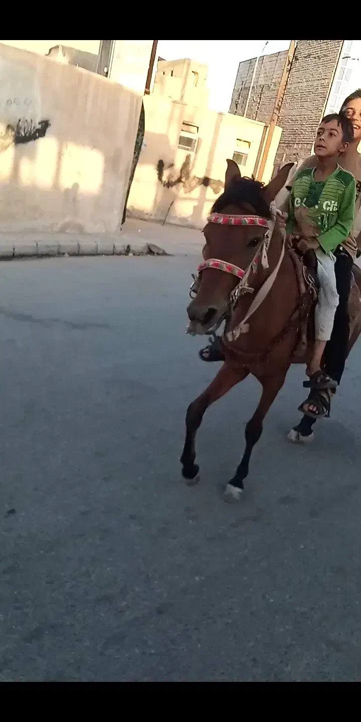 کره نریون 3 سال|اسب و تجهیزات اسب‌سواری|خلیل آباد, |دیوار