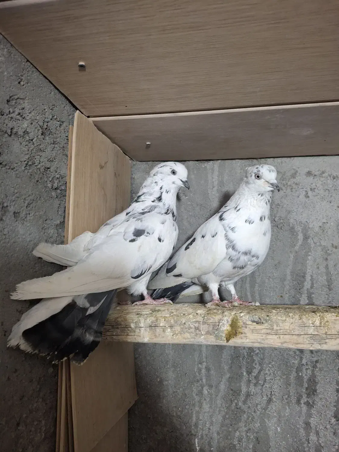 کبوتر سار|پرنده|مشهد, شهرک شیرین|دیوار