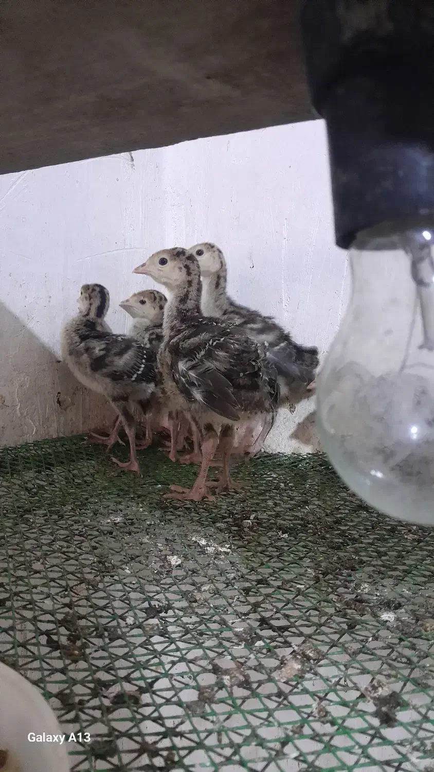 جوجه بوقلمون برنز|حیوانات مزرعه|گنبد کاووس, |دیوار