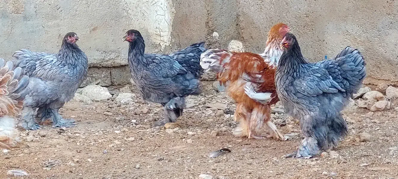 نیمچه برهما مرغ و خروس|حیوانات مزرعه|شیراز, دارالرحمه|دیوار