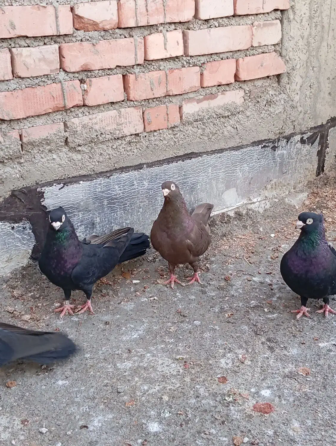 صرب کوزو لوکس|پرنده|لیلان, |دیوار