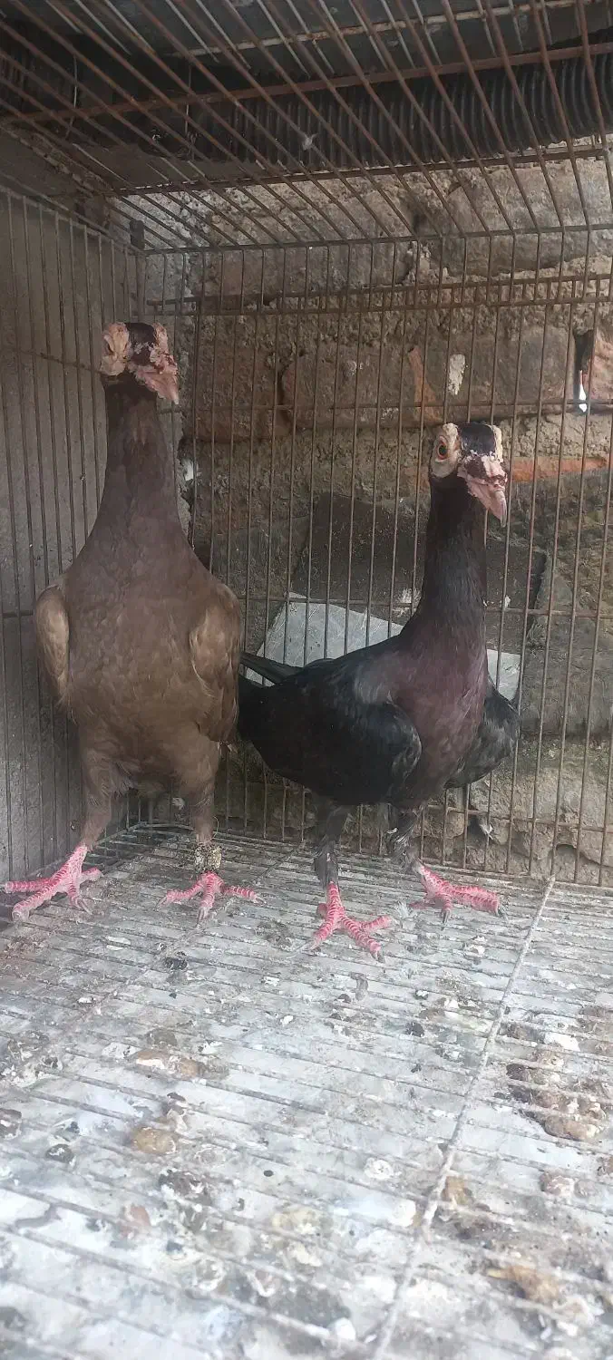 کبوتر کاریر|پرنده|گنبد کاووس, |دیوار