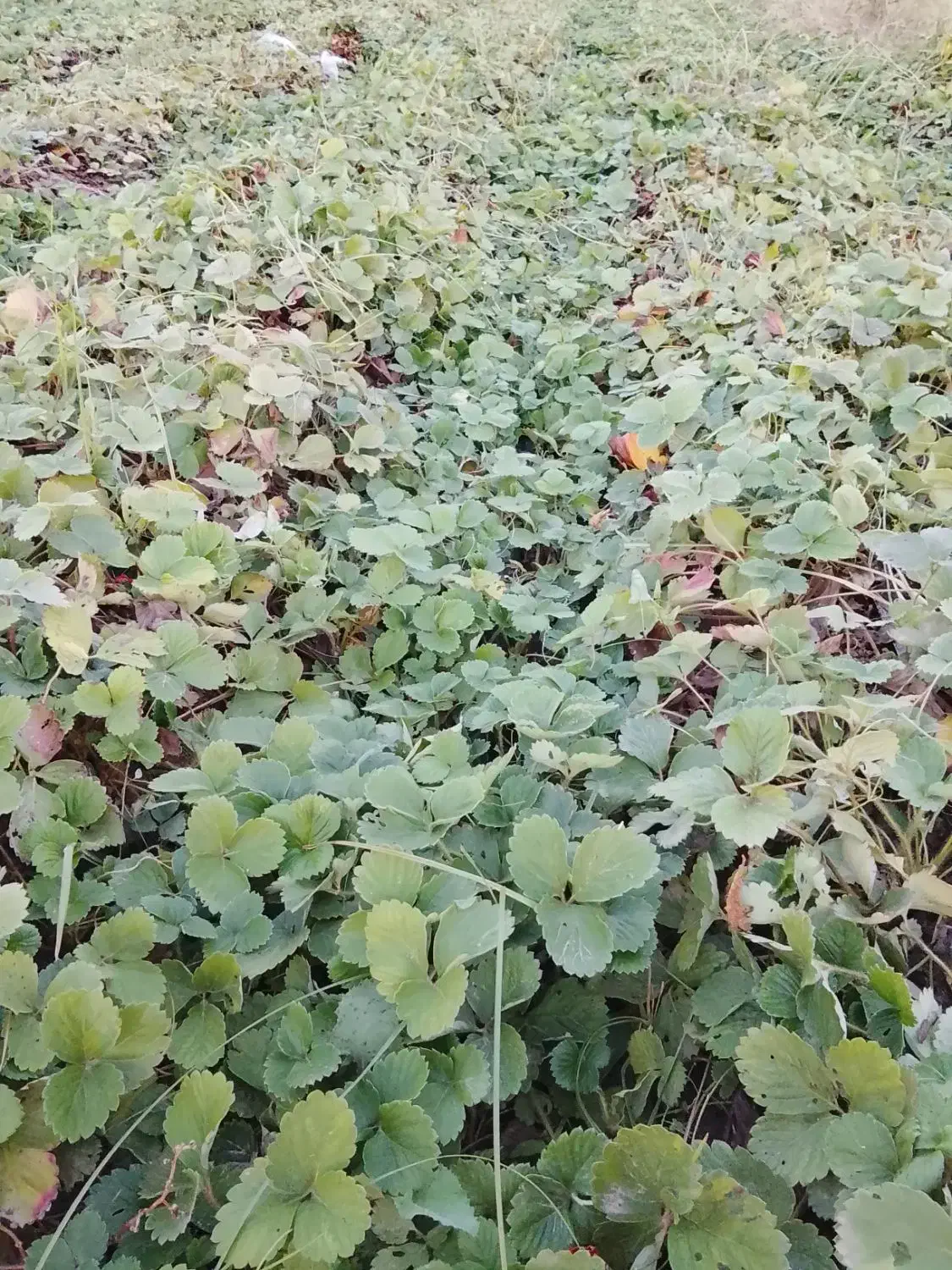 نهال توت فرنگی فوری|گل و گیاه طبیعی|خان ببین, |دیوار