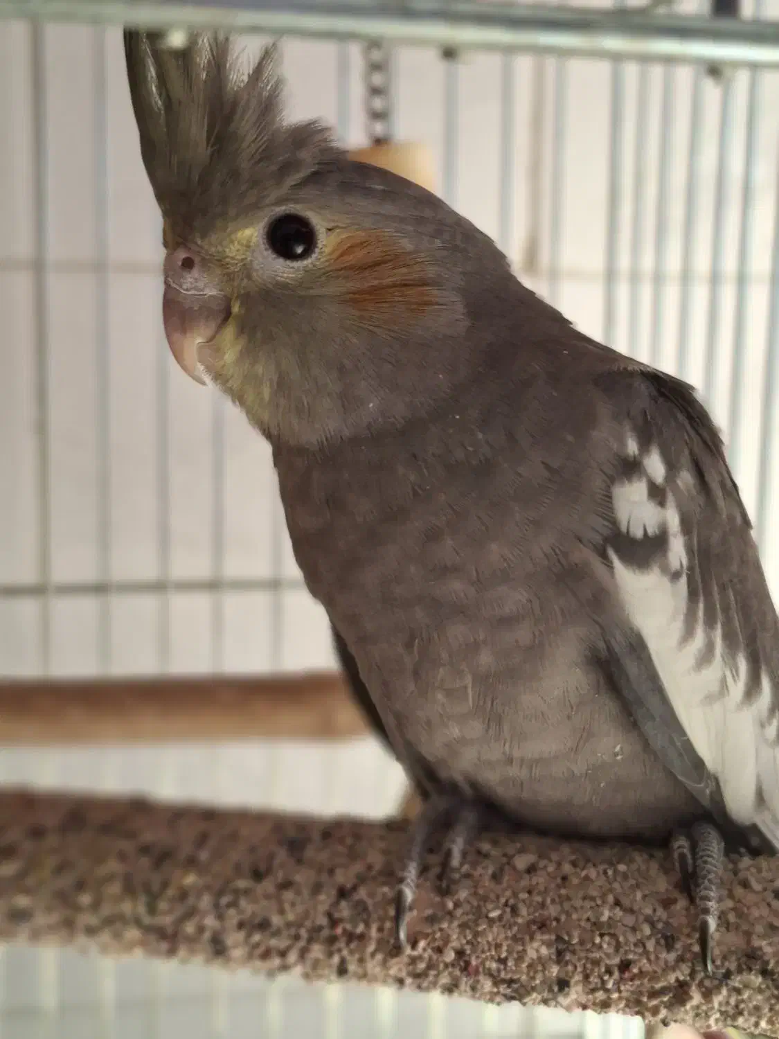 پرنده .مرغ عشق وقناری و عروس هلندی|پرنده|شیراز, رکن‌آباد|دیوار