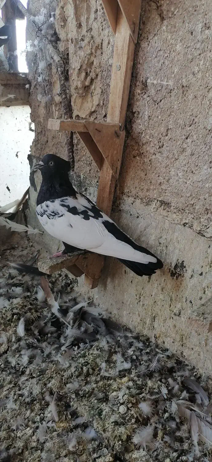 کبوتر یا کفتر بهبانی سینه ماده|پرنده|مرودشت, بهارستان|دیوار