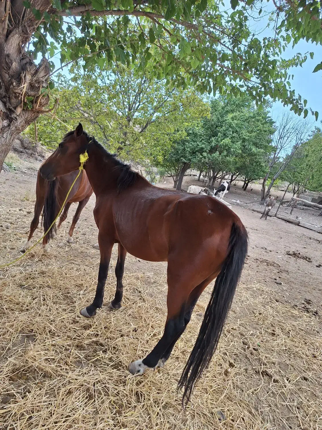 اسب ماده|حیوانات مزرعه|مشگین شهر, |دیوار