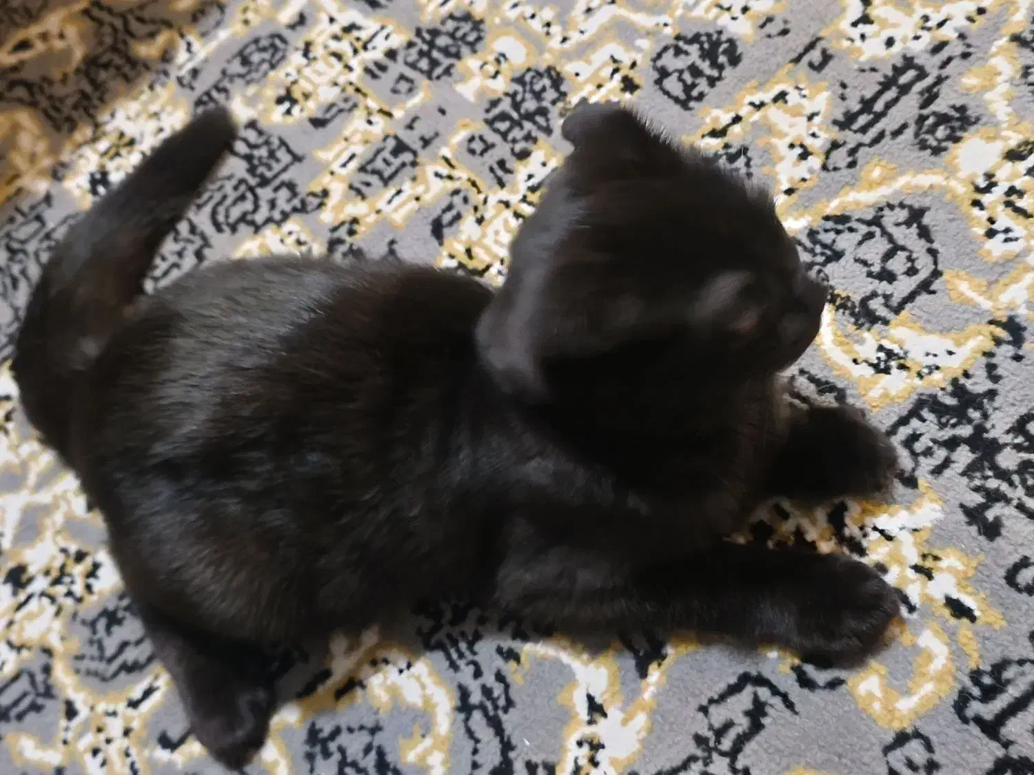 گربه|گربه|تهران, دولتخواه شمالی|دیوار