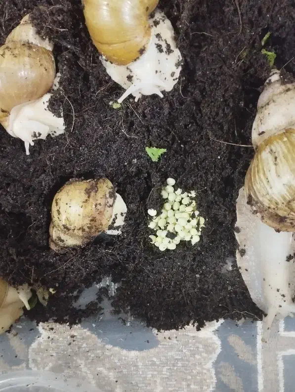 حلزون آلبینو|خزنده|بندرعباس, |دیوار