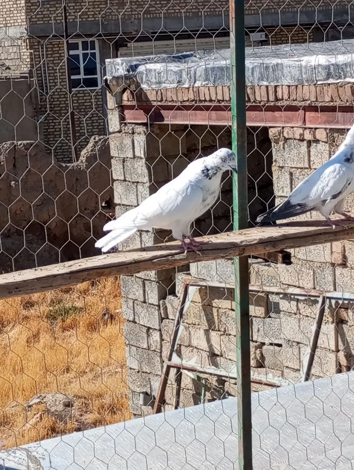کبوتر انگلیسی|پرنده|لاجان, |دیوار