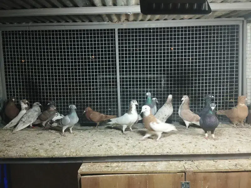 کفتر|پرنده|شیراز, شیخ روزبهان|دیوار