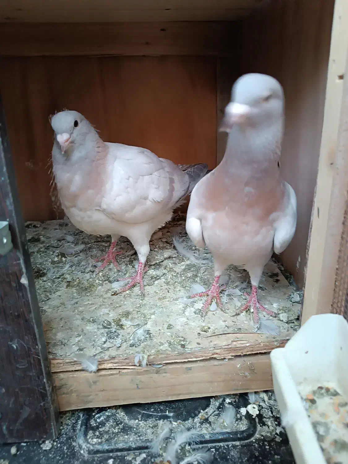 کفتر ریحان|پرنده|باقرشهر, |دیوار