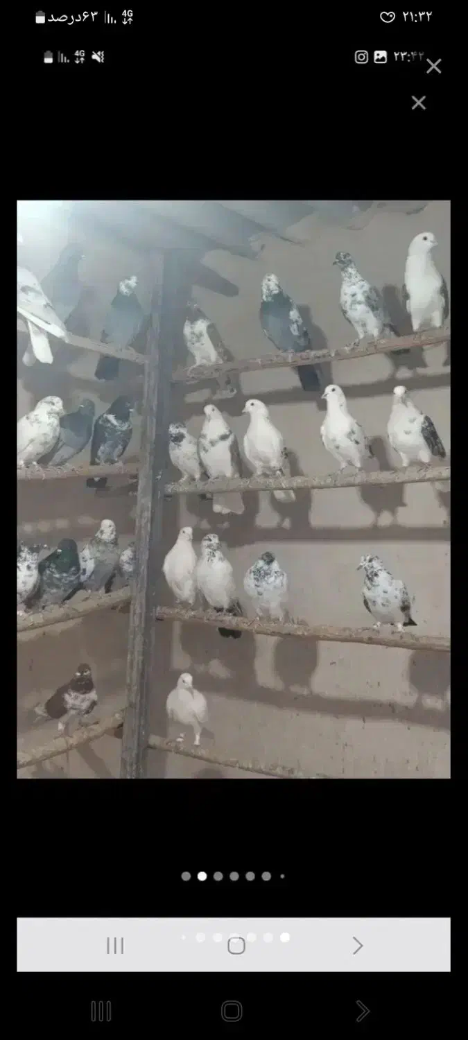 کبوتر|پرنده|کوهدشت, |دیوار