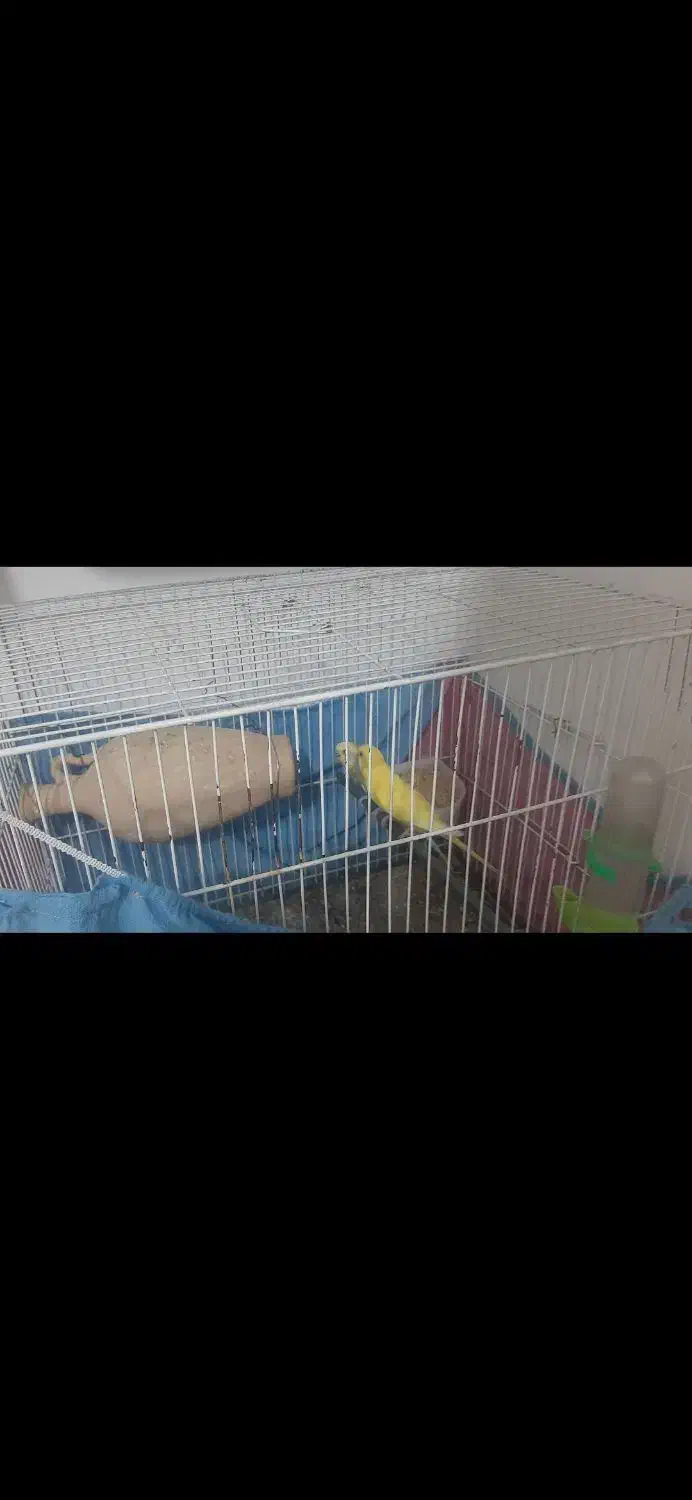 مرغ عشق|پرنده|کاشمر, |دیوار