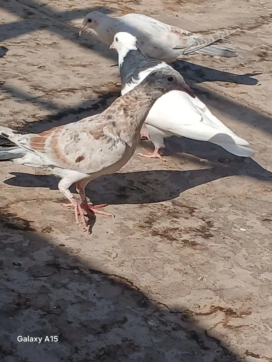 خطی مغلف|پرنده|اقبالیه, |دیوار