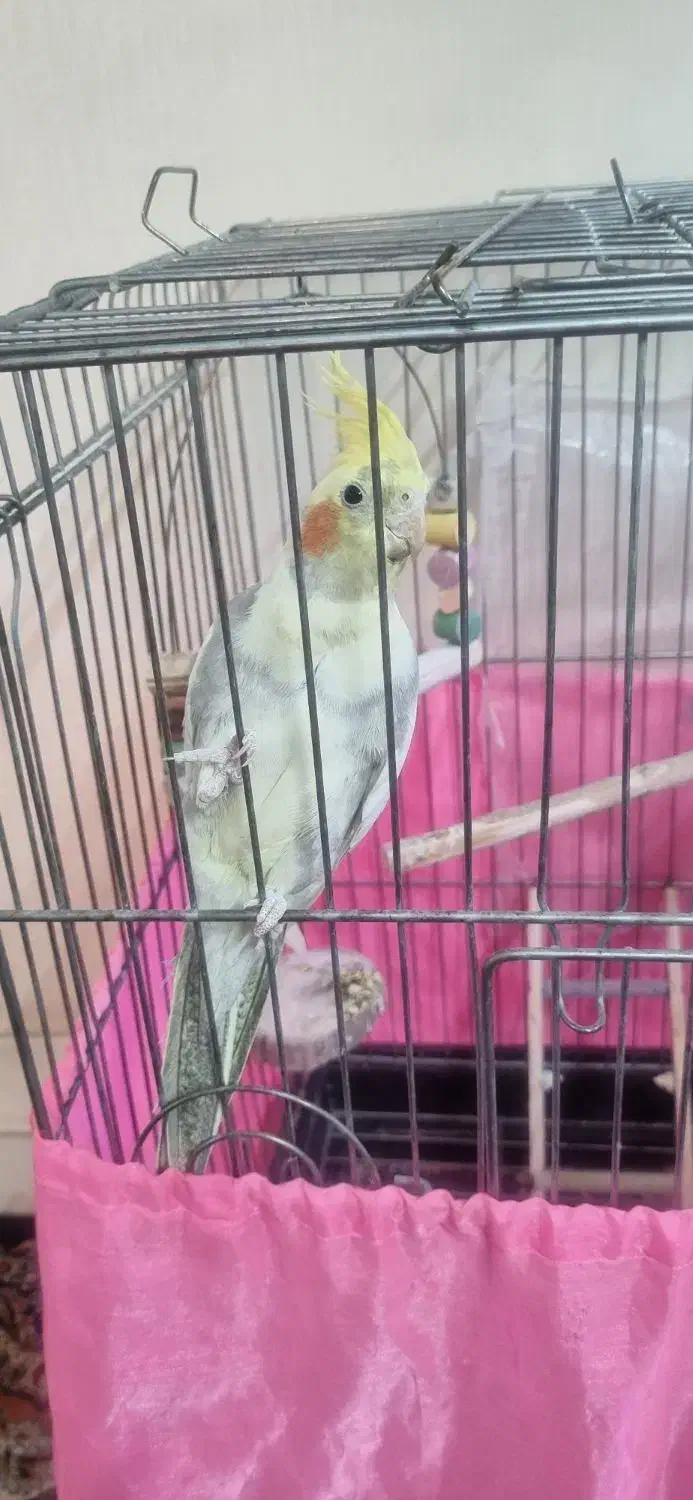 عروس هلندی نر|پرنده|تهران, افسریه جنوبی|دیوار