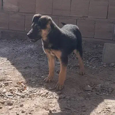 توله ژرمن|سگ|کرمان, |دیوار