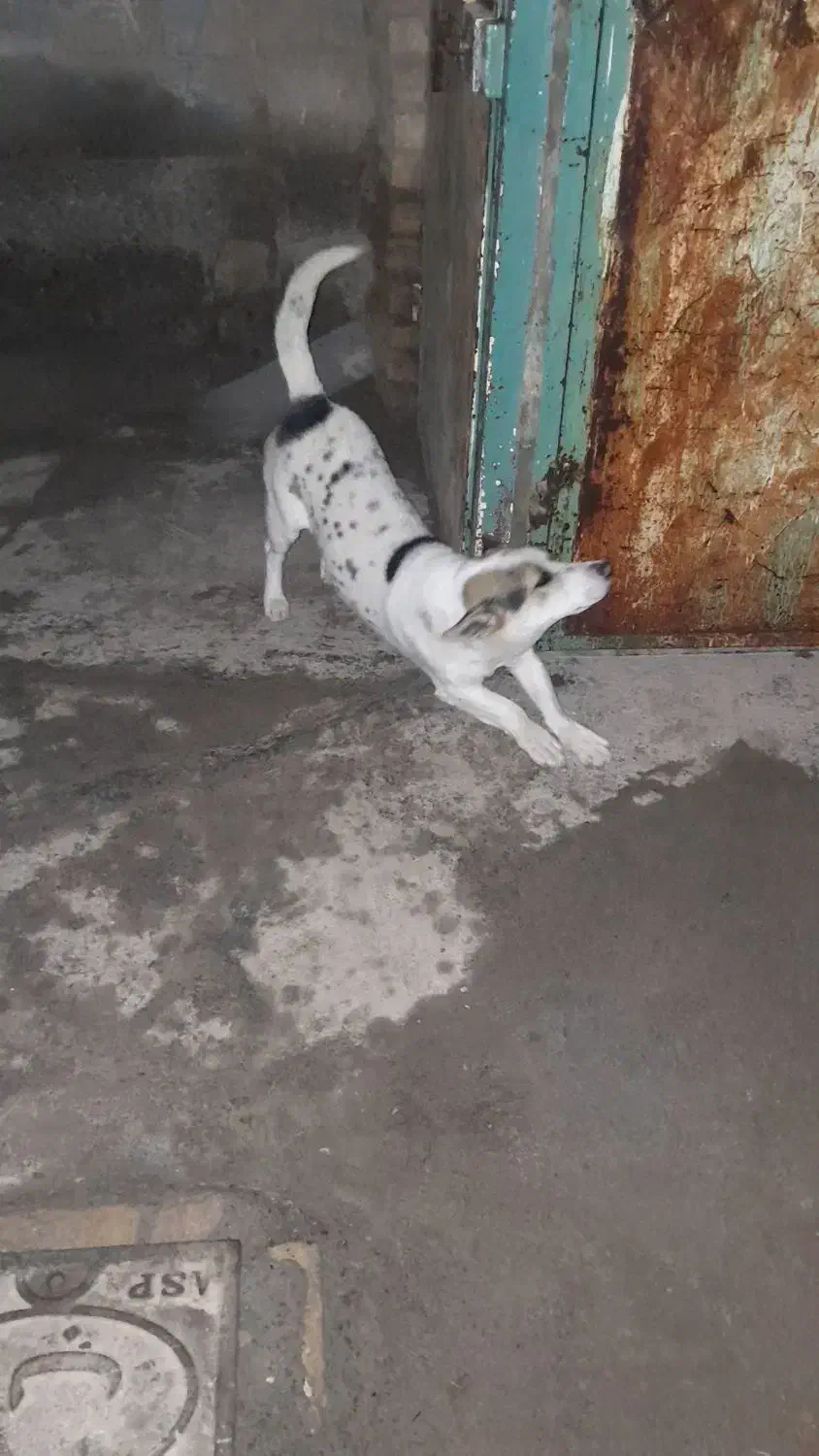 پاپی|سگ|بالا ولایت, |دیوار