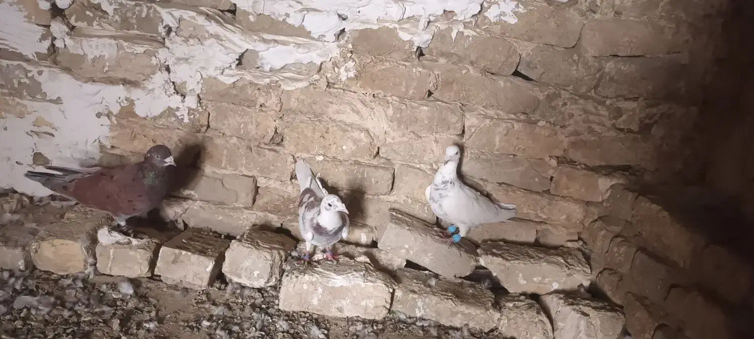 کفتر|پرنده|چناران, |دیوار