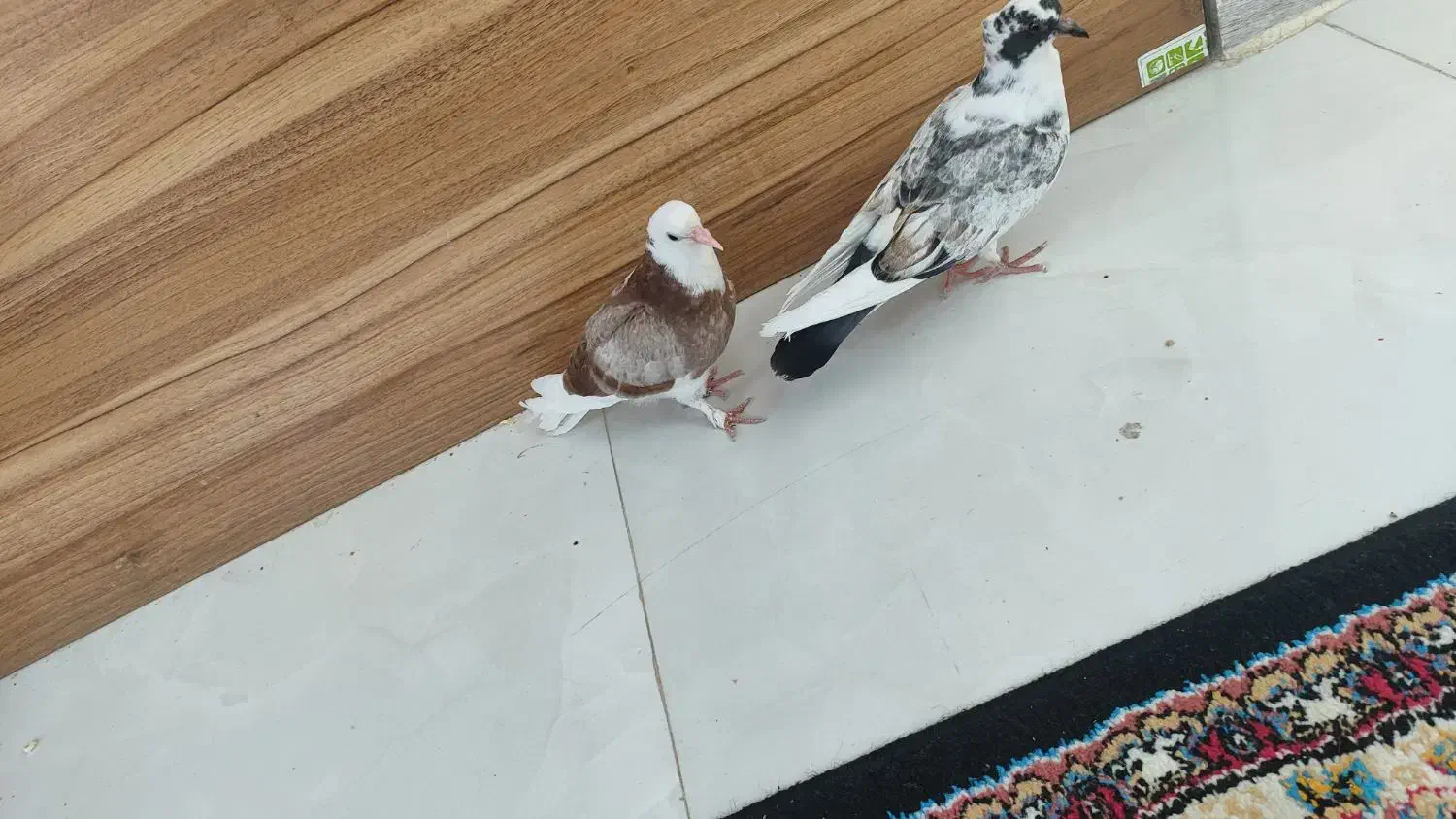 کفتر جوجه|پرنده|شاهرود, |دیوار