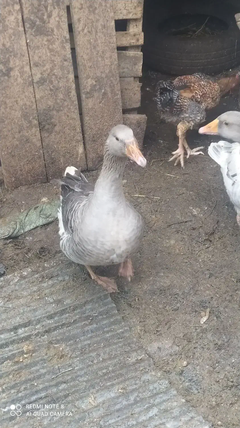 فروش غاز محلی|حیوانات مزرعه|رحیمآباد, |دیوار