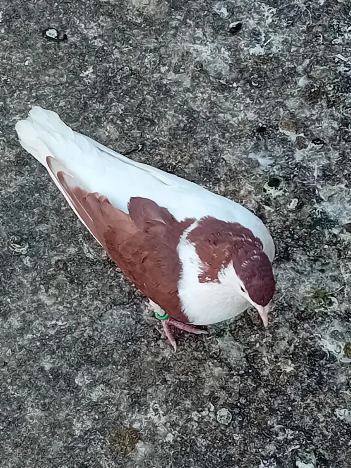 کفتر رنگی|پرنده|مشهد, شهرک ابوذر|دیوار