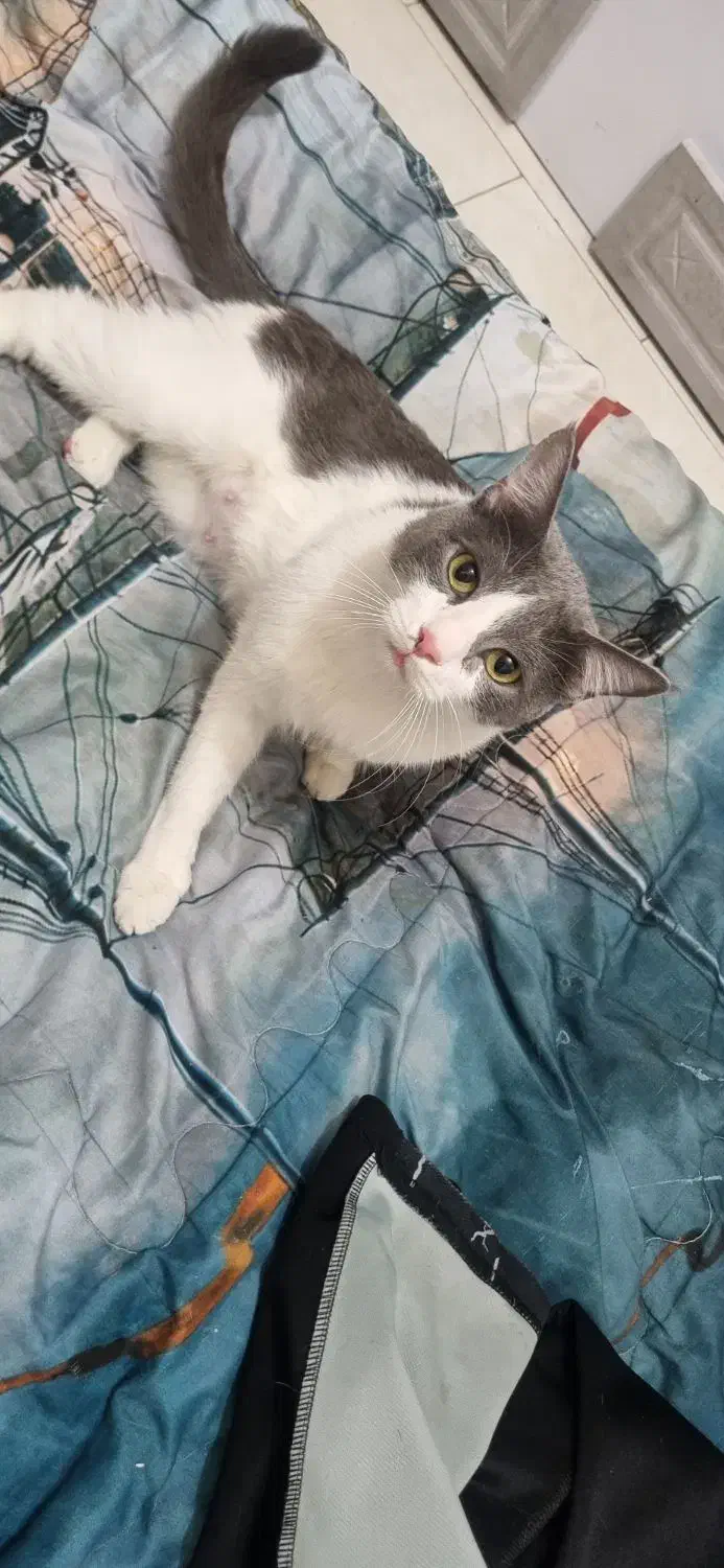 واگذاری گربه|گربه|پاکدشت, پاکدشت (مامازند)|دیوار