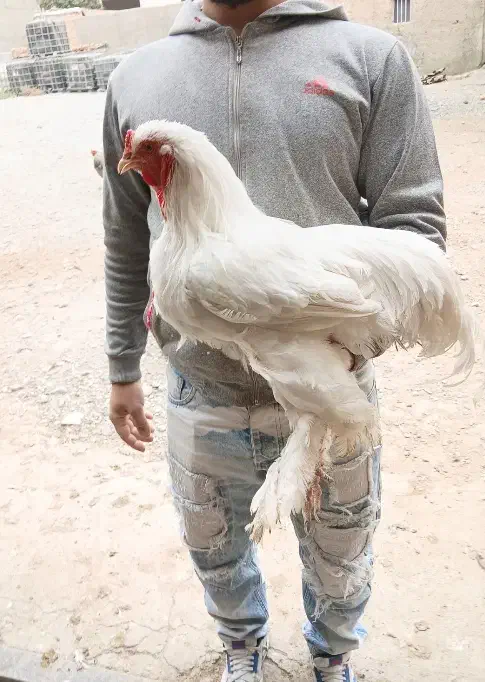 مرغ و خروس برهما مویی مفت ابریشمی|حیوانات مزرعه|پیشوا, |دیوار