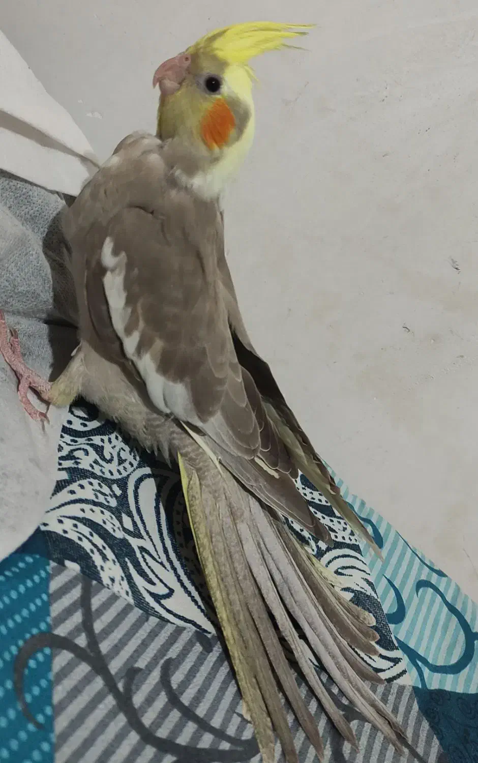 عروس هلندی|پرنده|کرمان, |دیوار