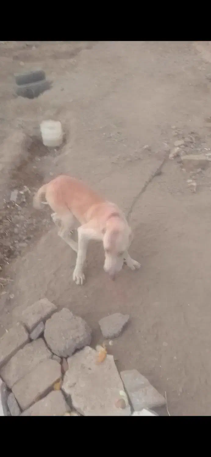 توله ۵ماه|سگ|تربت‌حیدریه, چهارراه خواف|دیوار