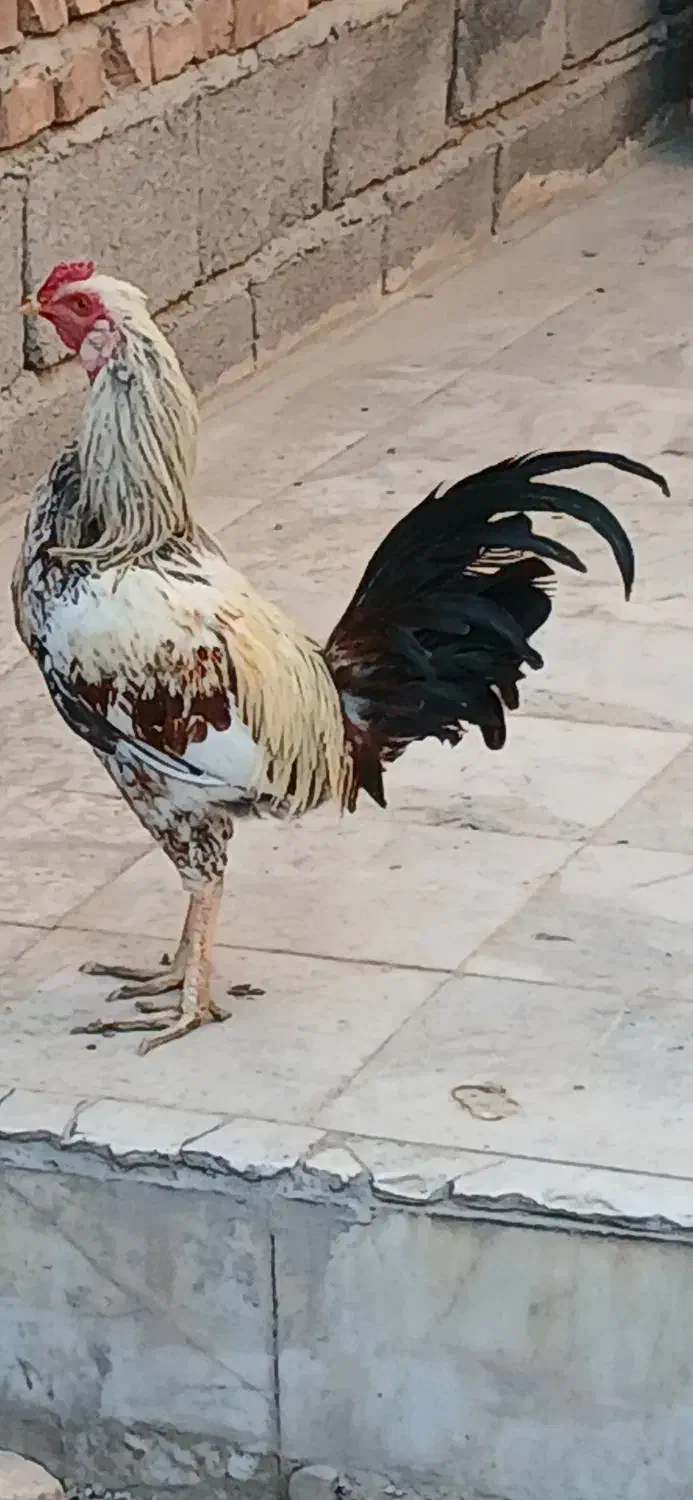 خروس|حیوانات مزرعه|ایرانشهر, |دیوار