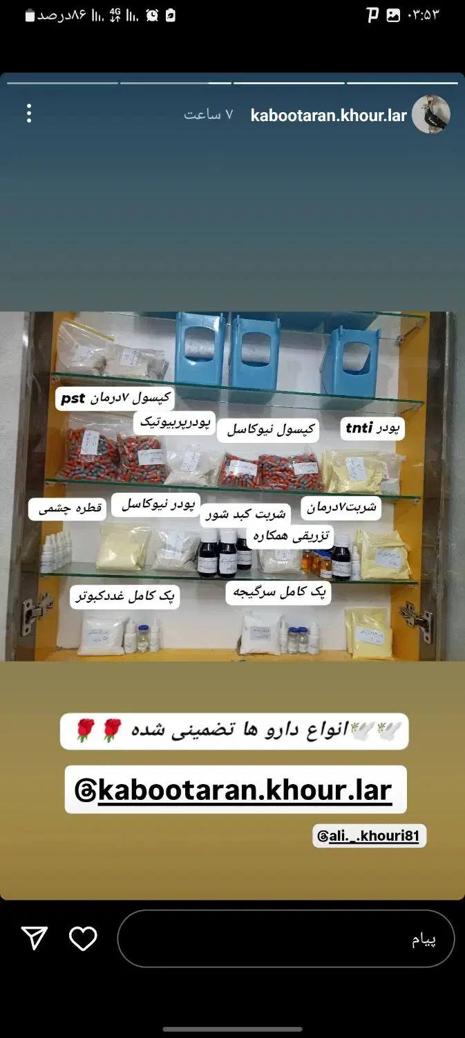 کبوتر پرشی زد خوردی|پرنده|نگین شهر, |دیوار