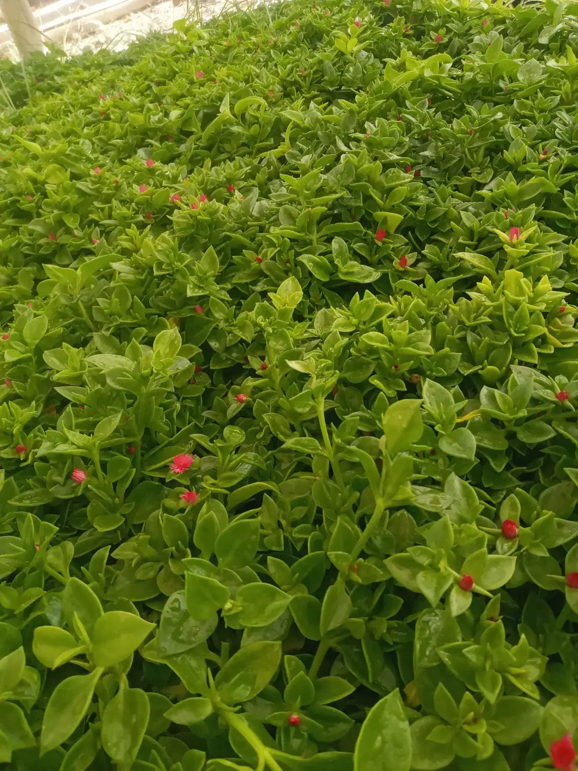 گل ناز و برگ بیدی|گل و گیاه طبیعی|محلات, |دیوار