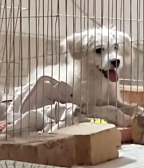 برفی خانوم|سگ|قم, شهرک مهدیه (مدرس)|دیوار