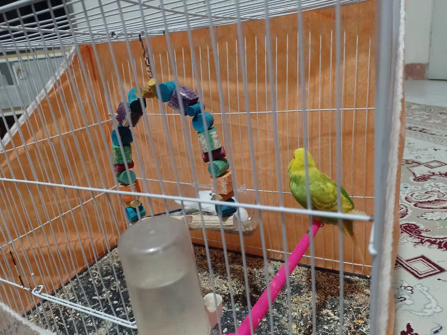 مرغ  عشق|پرنده|مشهد, حسین‌آباد|دیوار