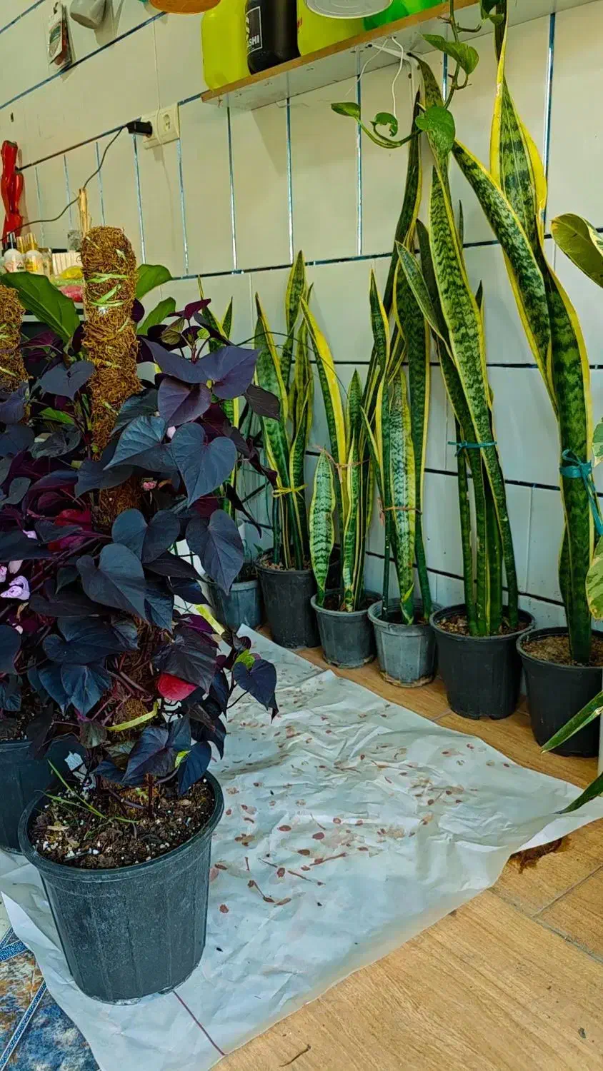 گلفروشی گیاهان آپارتمانی|گل و گیاه طبیعی|مهدی شهر, |دیوار